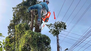 Cưa cây trâm dây leo quấn um tùm gần đường dây điện cao thế. 