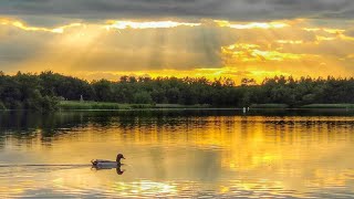 Explore Northumberland. Druridge Bay. Swans And Signets Feeding At Sunset.