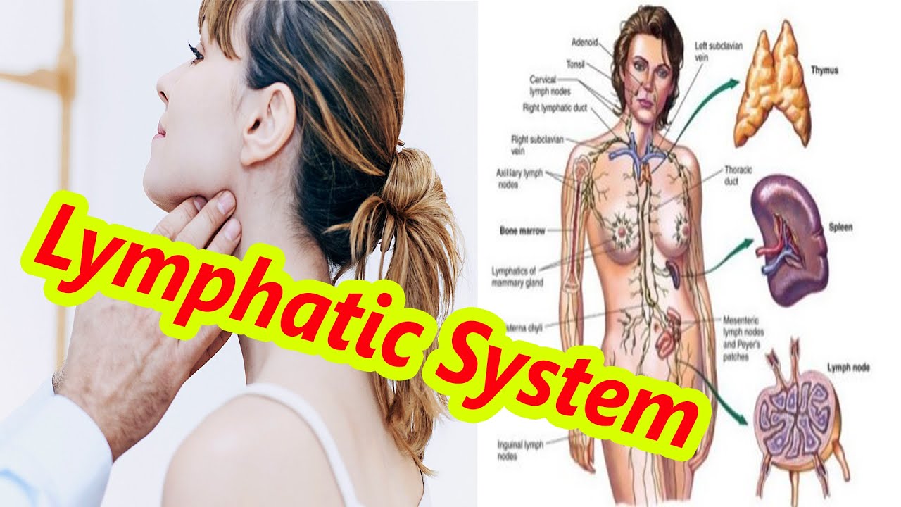 The lymphatic system for dummies