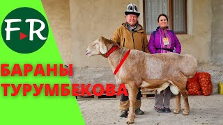 картинка: 190,5 на весах! Баран-гигант Фокс, отец Широкий, линия Корабля. Бараны Турумбекова. Кыргызстан