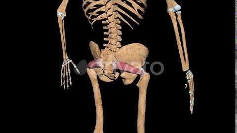 Piriformis Muscles On Skeleton | Motion Graphics - Envato elements