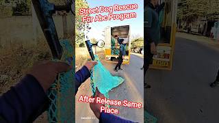 Morning Time Dog Release Same Place #dog #release #streetdogrescue #morning #ytviral #pets #shorts