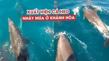 Cá heo xuất hiện dày đặc, nhảy múa trước mũi tàu ở Khánh Hòa