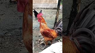Ayam Jago ayam suarauntuktidur cover chicken jalanyangjauhjanganlupapulang channelrela