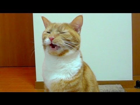 猫が自分の匂いを嗅いで臭そうな顔をしている【猫 フレーメン】
