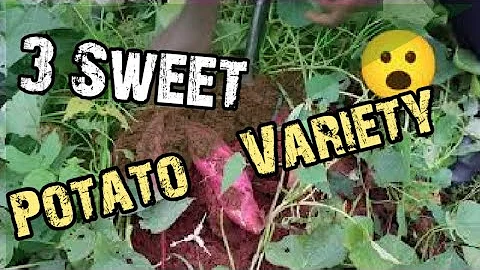 3 SWEET POTATO VARIETIES YOU CAN GROW IN YOUR GARDEN
