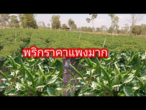 ราคาพริกออกจากสวนกิโลละเท่าไหร่?