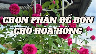 Download Lagu Welke meststof moet ik gebruiken voor rozenplanten? MP3