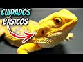 Cuidados Basicos Dragon Barbudo