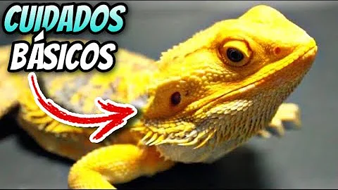 ¿Con qué frecuencia se debe limpiar el acuario del dragón barbudo?