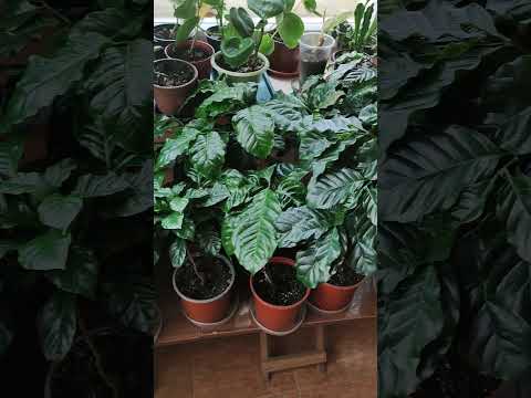 Кофейные деревья - YouTube