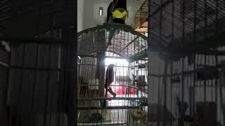 cendet gacor isiannya burung gereja dan kenari