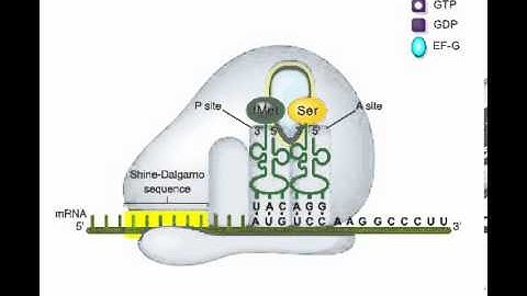 ch14 a2 TranslationElongation ok