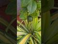 Zindagi #shorts #shortsfeed #organic #lemon