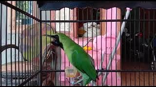 Cak ijo SEMBUR SEWU BDY Abuy