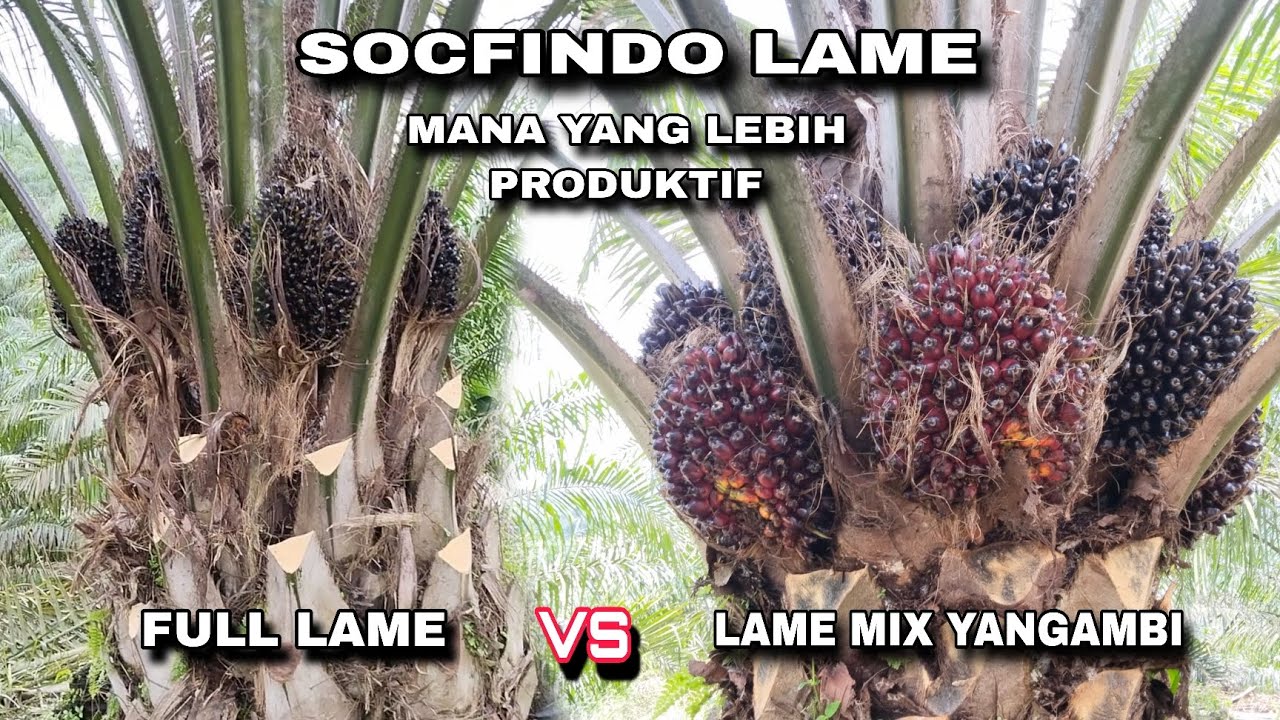 INI DIA SOCFINDO FULL LAME DAN SOCFINDO LAME MIX YANGAMBI