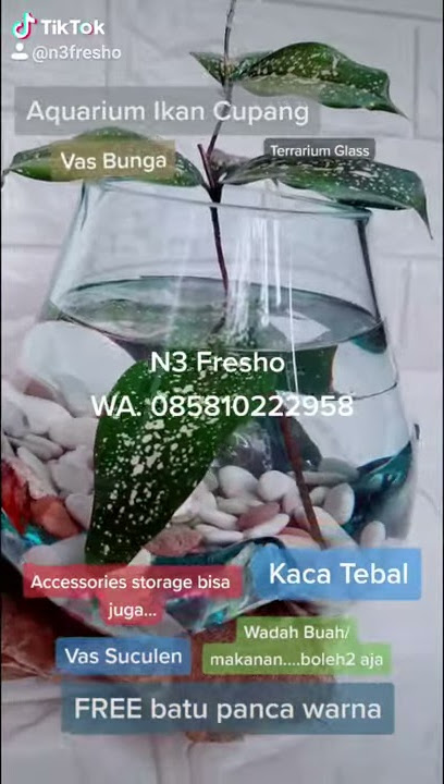 Aquarium Ikan Cupang Unik Dudukan dr Akar Kayu Terlihat Estetik dikirim dr Kp. Makasar Jakarta Timur