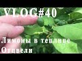 ВЛОГ#40. Теплица, выращивание лимонов, отцвели, пошли плоды.