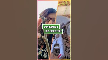 WATCH OUT FOR Apical Dominance! PRUNE a young fruit tree correctly!