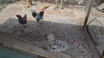 ¿Gritan las gallinas cuando ponen huevos?