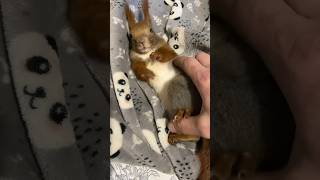 А вы знали что белки как и крысы, боятся щекотки?🐿️❤️ #squirrel #youtubeshorts #funny #funnyvideo