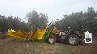 Azienda Agricola Martina - Frisenda Veglie Salento - olio extravergine di oliva