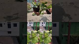 গাছ লাগানো সম্পন্ন হয়েছে ২-৩ ডেলিভারি হবে 🌿#moneyplant #newarrivals #hangingplant #fypシ #gachhghor