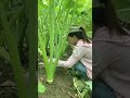 Taro farming satisfying shot