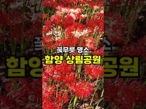 가을 감성 충전완료 #꽃무릇명소 #꽃무릇 #함양상림공원 #상림공원