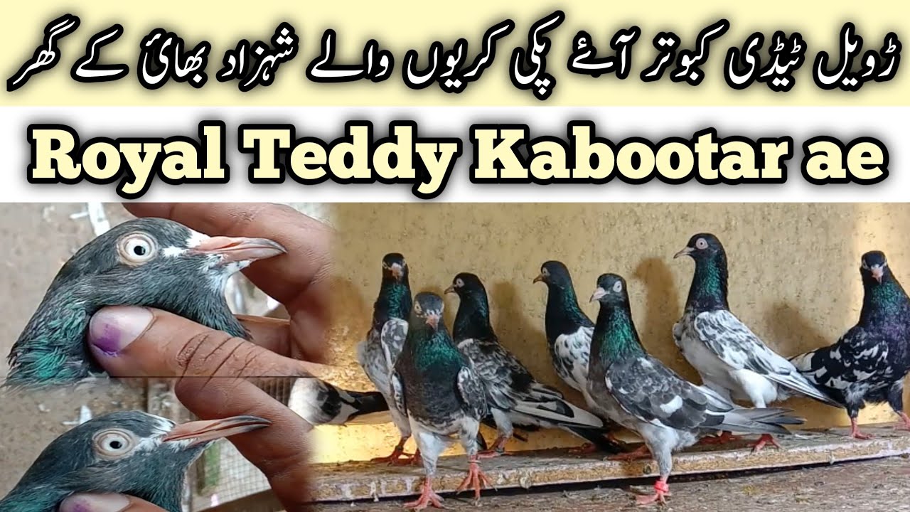 Royal Teddy Kabootar Pakistan Pigeon latest update 2022 YouTube