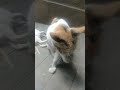 A calico cat and her family