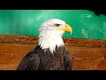 Der Ruf des Weißkopfseeadler; the call of the American Bald Eagle, white head eagle, Adler