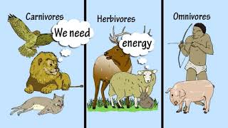 1a What Do Animals Do? by Peter Weatherall