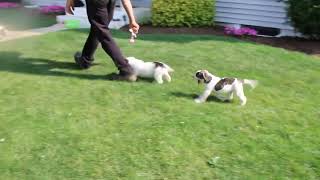 American Bulldog Puppies For Sale