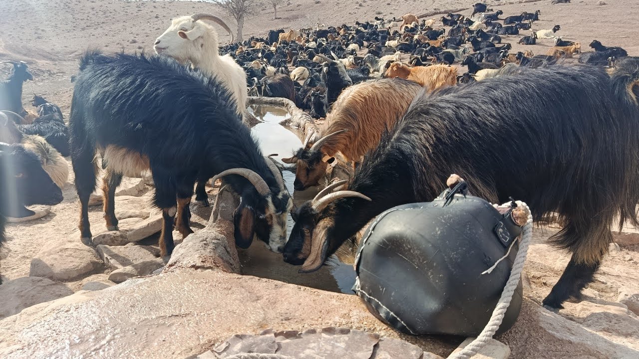 Watering the herd with well water by dol
