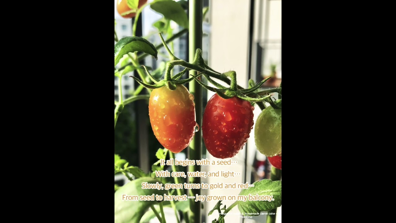 Balcony Breaths #5: Cherry Tomato Journey