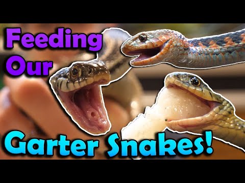 Video: Kdy hadi podvazkové jedí?