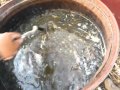 Abono casero para arboles frutale