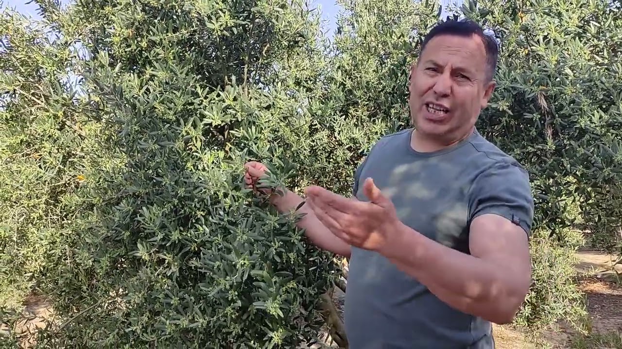 ZEYTİNDE TOMURCUK ÖNCESİ DOPİNG UYGULAMA ÖNEMLİ