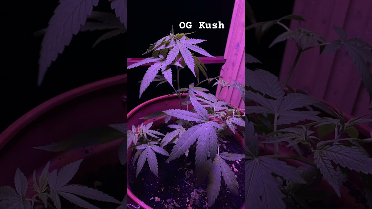 OG kush (royal queen seeds) veg week 2 
