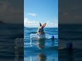 Rabbit Lost at Sea 💔 (Emotional Rescue!) #rabbit #trending #viral #sea #ocean #emotional #sadanimals