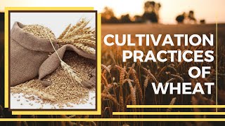 Cultivation Practices of Wheat