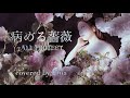 ALI PROJECT/病める薔薇 オペラ歌手が歌ってみた