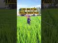 RAHASIA SAWAH THAILAND #PetaniThailand #SawahPadi #TeknikPertanian