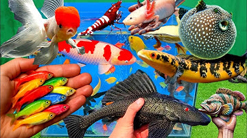 Video tổng hợp cá cảnh đẹp, vịt, vịt con, cá koi, cá trê, cá nóc, cá vàng ranchu