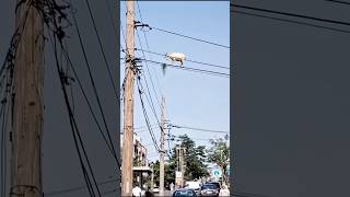 Aos especialistas de plantão: EXPLIQUEM 😳 Como essa cabra foi parar ai? #cabra #caprinos #animals