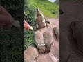 The meme marmots Himalayan marmot