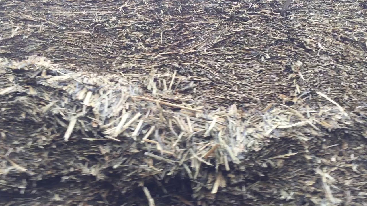 Cut To Clamp Silage Clamp Lessons: Measuring consolidation