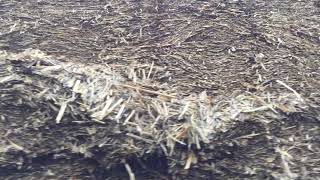 Cut To Clamp Silage Clamp Lessons: Measuring consolidation