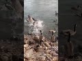 Duckies #mood #blogger #blogs #viralveels #reelsviral #viraltrend